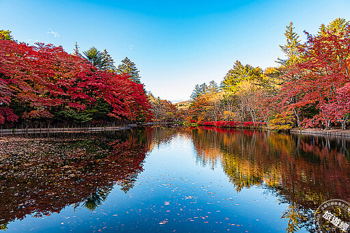 日本秋天的萬種「楓」情,推薦「日本五大賞楓勝地」!
