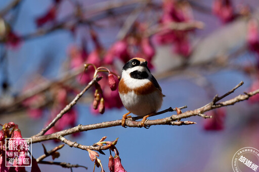 不一樣的元旦體驗 觀霧新年特典「新年數鳥嘉年華」賞鳥「趣」!