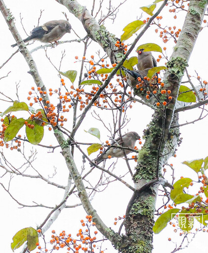 不一樣的元旦體驗 觀霧新年特典「新年數鳥嘉年華」賞鳥「趣」!