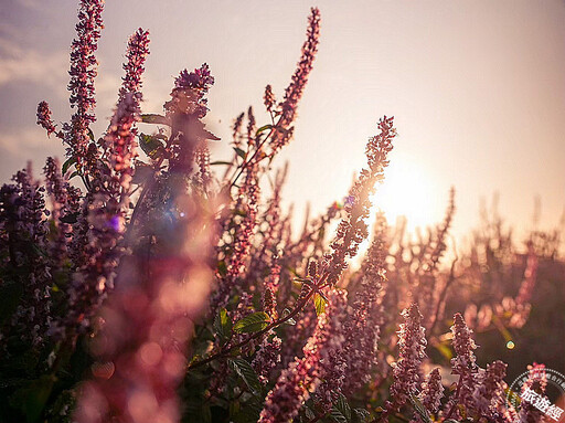 台版普羅旺斯和酷洛米現蹤桃園仙草嘉年華 這個時間段最美!