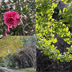 陽明山泡湯兼賞秋冬景致秘境 賞楓・觀銀杏・看茶梅「趣」！