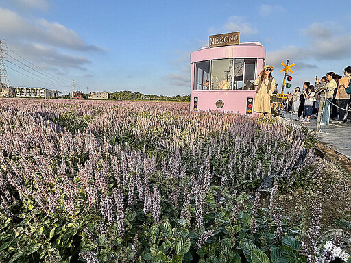 桃園仙草嘉年華「紫邀你」 9大「酷洛米」主題裝置穿梭浪漫紫色花海