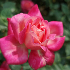 誰說冬天只能看葉賞草 在台北賞花除了士林官邸菊花展外，「這裡」的玫瑰也相映成趣！