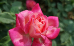 誰說冬天只能看葉賞草 在台北賞花除了士林官邸菊花展外，「這裡」的玫瑰也相映成趣！