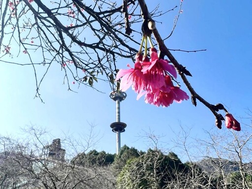 九族文化村推出寒假賞櫻優惠 六種櫻花將陸續接力綻放