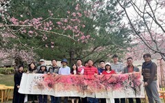 九族櫻花祭以「櫻花咖啡茶與文學的對話」浪漫活動