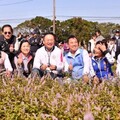 桃園楊梅紫色仙草花海 化身台版普羅旺斯