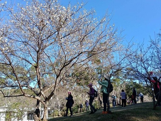 角板山行館園區梅花盛開 平日車潮湧現