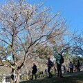 角板山行館園區梅花盛開 平日車潮湧現