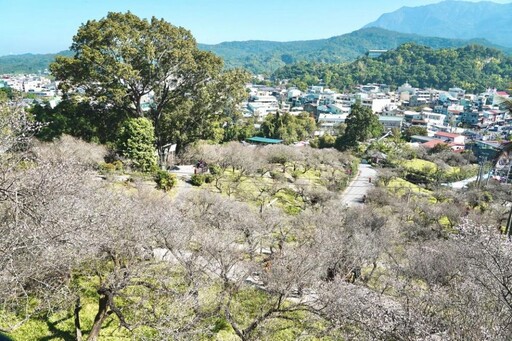 梅山公園梅花目前花開約5成 鄉長林俊謀歡迎大家來賞梅花