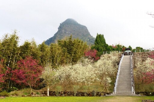 梅山寒溪呢人文叡地 福爾摩沙白櫻盛開 百花爭艷賞花最佳景點