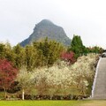 梅山寒溪呢人文叡地 福爾摩沙白櫻盛開 百花爭艷賞花最佳景點