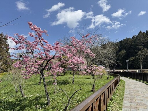 櫻與音的對話—2025阿里山花季暨森旅季盛大開鑼