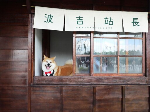 阿里山林鐵鹿麻產車站整修完工 秋田犬「波吉」化身實習站長