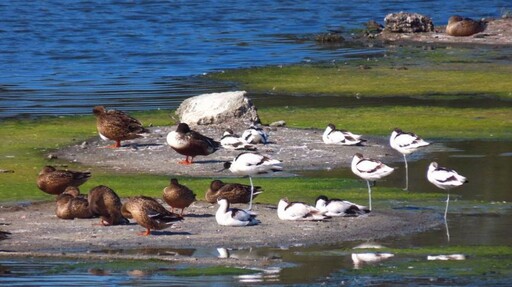 候鳥季來了,嘉縣文觀局推「鷺境嘉義」親子賞鳥、玩創意