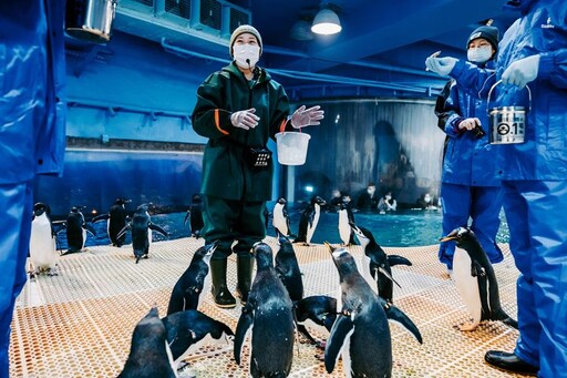 蓬鬆呆萌的換羽期企鵝超可愛 海生館「我與企鵝的0.1毫米」開放預約