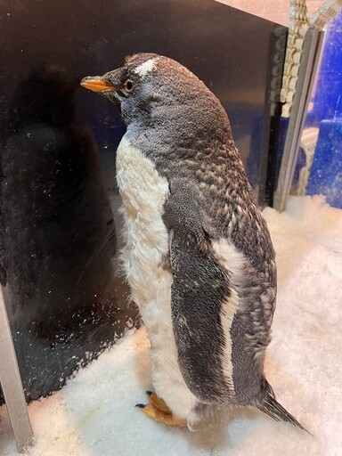 蓬鬆呆萌的換羽期企鵝超可愛 海生館「我與企鵝的0.1毫米」開放預約