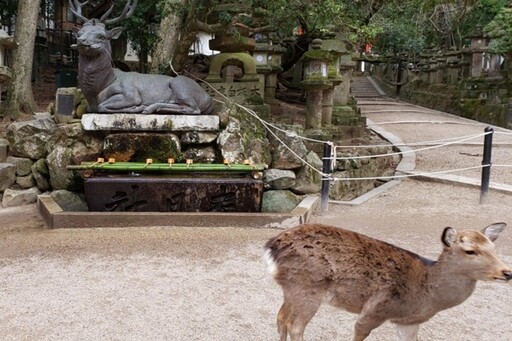 奈良和宮島的小鹿 真實身分其實大不同？