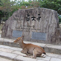 奈良和宮島的小鹿 真實身分其實大不同？