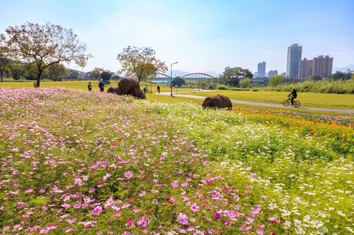 超爆美！台北市區現花海 古亭河濱公園打球、慢跑享繁花圍繞時光