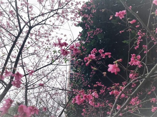 新北「蒔花好綻」迎來櫻花季 山櫻花打頭陣悄然綻放