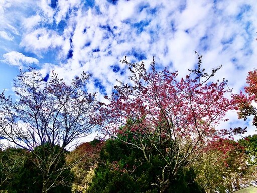 大雪山櫻花搶先綻放 浪漫氛圍迎新春