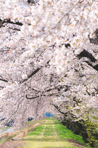 富山縣朝日町「春天四重奏」奇蹟般的絕美風景