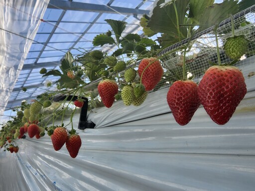 宮城縣草莓首登台！針對國內標準培育，美味「再來一個」