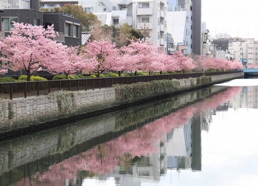 東京賞櫻搶先報！木場公園+大横川沿岸、東京晴空塔與櫻花同框入鏡