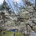 賞花囉！春遊八卦山轄區 黃花風鈴木、李花盛開