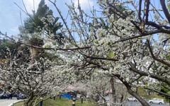 賞花囉！春遊八卦山轄區 黃花風鈴木、李花盛開
