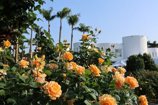 浪漫衝擊！「台北玫瑰展」登場 置身800種、5000株玫瑰花海