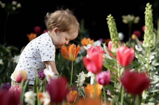 全球最大鬱金香公園「庫肯霍夫」3/21開園 800萬朵花卉美拍無極限