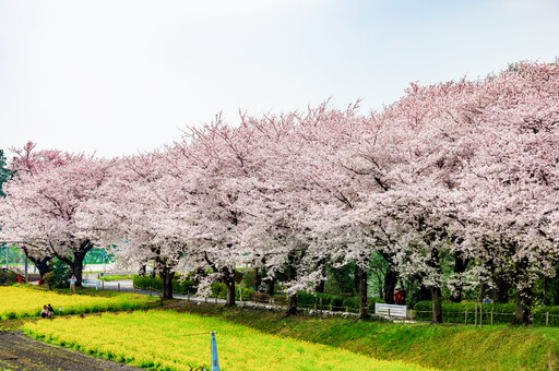 春天來了！東京都町田市櫻花祭3/16開跑