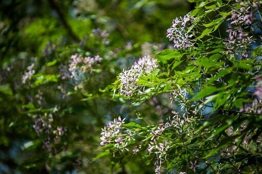 原來這是「癡心」樹！嘉義北香湖公園 南洋櫻仍盛放可賞