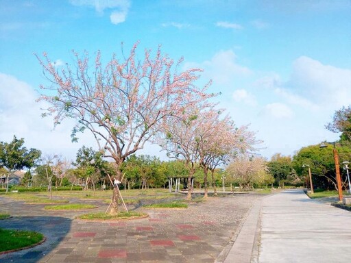 原來這是「癡心」樹！嘉義北香湖公園 南洋櫻仍盛放可賞