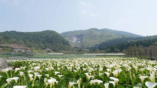全台最美白色花田熱情綻放 竹子湖「芋見小時候」海芋季開跑