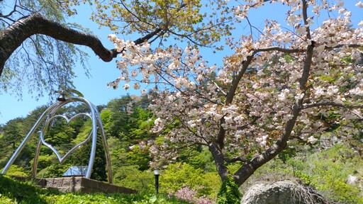 走訪日本北秋田秘境，跟著在地人賞櫻去！