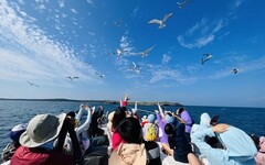 澎湖四季旅遊「春之賞鷗季」跳島賞岩、賞鷗樂！開放報名
