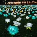 全新登場／台東鐵花燈之祭「玫瑰花海」如海浪般晶透湛藍