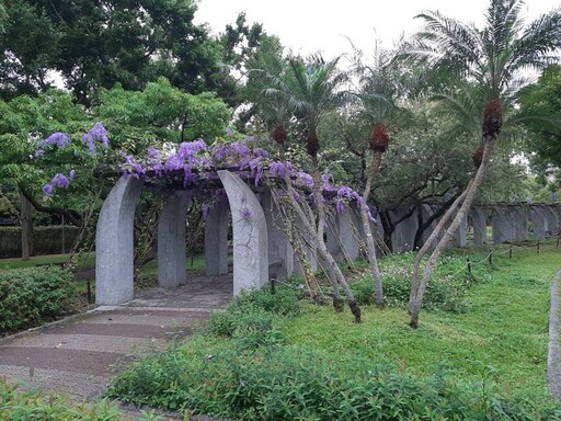 大安森林公園錫葉藤滿開 綿延30公尺浪漫紫瀑花廊