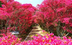 靜岡伊豆半島迎春！小室山公園的杜鵑花海太美了