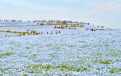 蔚藍花海現在正美！日本國營常陸海濱公園粉蝶花滿開中
