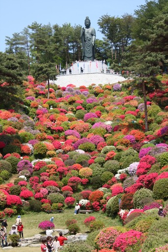 日本賞花接力！下一棒來看名列「東京新百景」的繽紛杜鵑花海！
