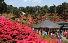 日本賞花接力！下一棒來看名列「東京新百景」的繽紛杜鵑花海！