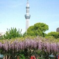 紫藤花瀑布和晴空塔同框入鏡！東京龜戶天神社日夜皆美
