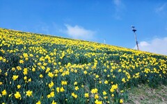 關西最大規模！30萬球水仙花綻放在琵琶湖 Valley！