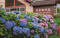 《好客竹縣》賞花攻略出刊！全台海拔最高紫色繡球花 5月即將盛開