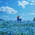東京昭和紀念公園180萬株粉蝶花盛開，湛藍花毯讓人心動！