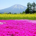 太美了！北海道山腳下的黃紅花海令人驚豔